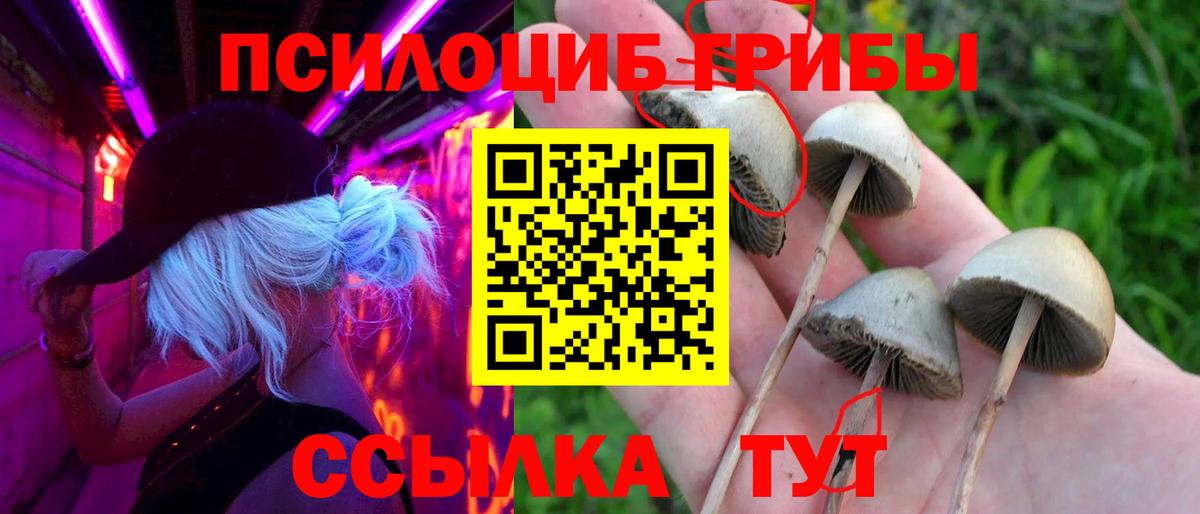 Псилоцибиновые грибы Psilocybe  Вход с VPN  где продают наркотики  Егорьевск 